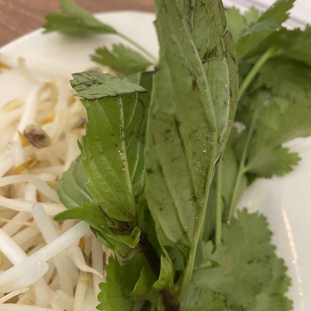 Le Mekong - Basil not washed properly - Vietnamese Near Me - Johns Creek, Georgia Le Mekong - Basil not washed properly - Vietnamese Near Me - Johns Creek, Georgia