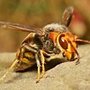 Photo of 1st American Pest Control