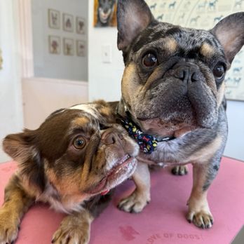 Molly Grooms Dogs - Pet Groomers Near Me - Orange, California Molly Grooms Dogs - Pet Groomers Near Me - Orange, California