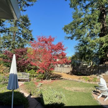 Local Tree - AFTER - Tree Services Near Me - Oakland, California Local Tree - AFTER - Tree Services Near Me - Oakland, California