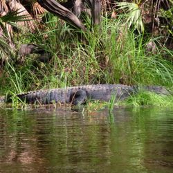 Adventures in Florida