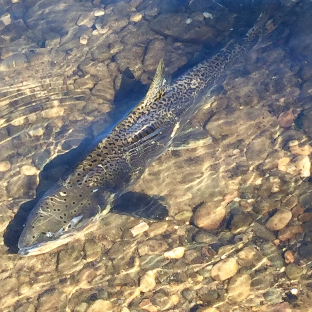 Fair Oaks Bluff/Park Reserve - Steelhead - Hiking Near Me - Fair Oaks, California Fair Oaks Bluff/Park Reserve - Steelhead - Hiking Near Me - Fair Oaks, California