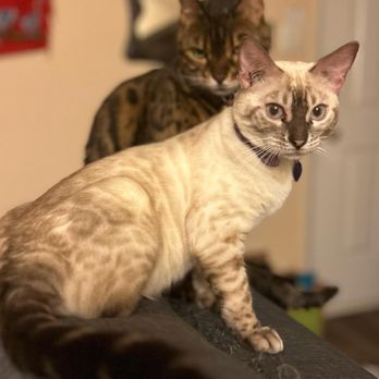 Kingdomcats - Charcoal snow lynx and brown - Pet Breeders Near Me
