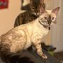 Photo of Kingdomcats