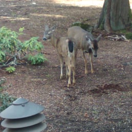 Close up with the local wildlife at Whispering Woods Resort. Close up with the local wildlife at Whispering Woods Resort.