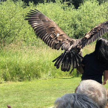 Pacific Northwest Raptors - Active Life Near Me - Duncan, British Columbia