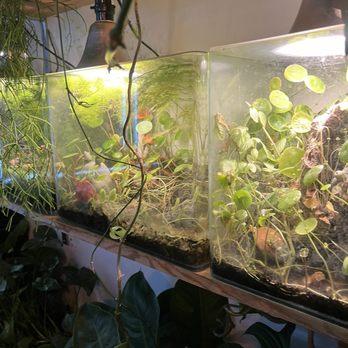 Leafy - Inside - Asian Fusion Near Me - Pembroke Pines, Florida