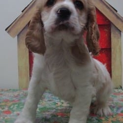 Vinnie's bow wow puppies for sale Outlet