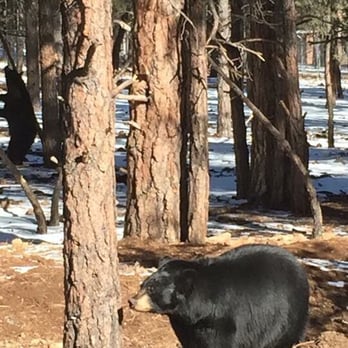 Bearizona - Zoos Near Me - Williams, Arizona