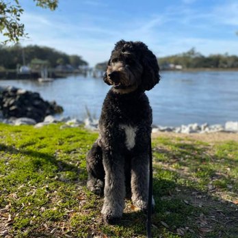 Zen Dog Spa - Dog Walkers Near Me - Charleston, South Carolina Zen Dog Spa - Dog Walkers Near Me - Charleston, South Carolina