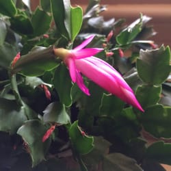 The Plant Connection LLC