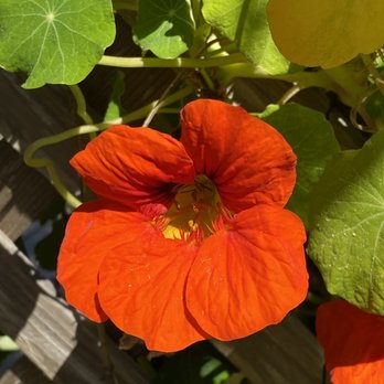 Azalea Glen - One of the nasturtium growing on our divider fence. - Campgrounds Near Me - Trinidad, California
