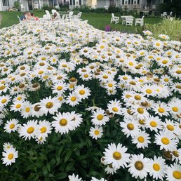 a bed of daisies