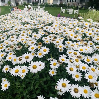 Heckmans - Kennebunkport - a bed of daisies - Cocktail Bars Near Me - Kennebunkport, Maine