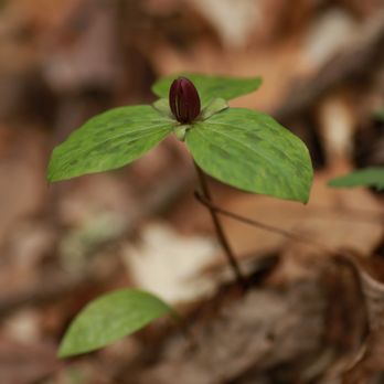 Clifty Falls State Park - Trillium recurvatum AKA Red Trillium - Climbing Near Me - Madison, Indiana