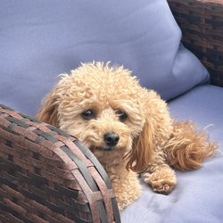 Four Seasons Pet Care