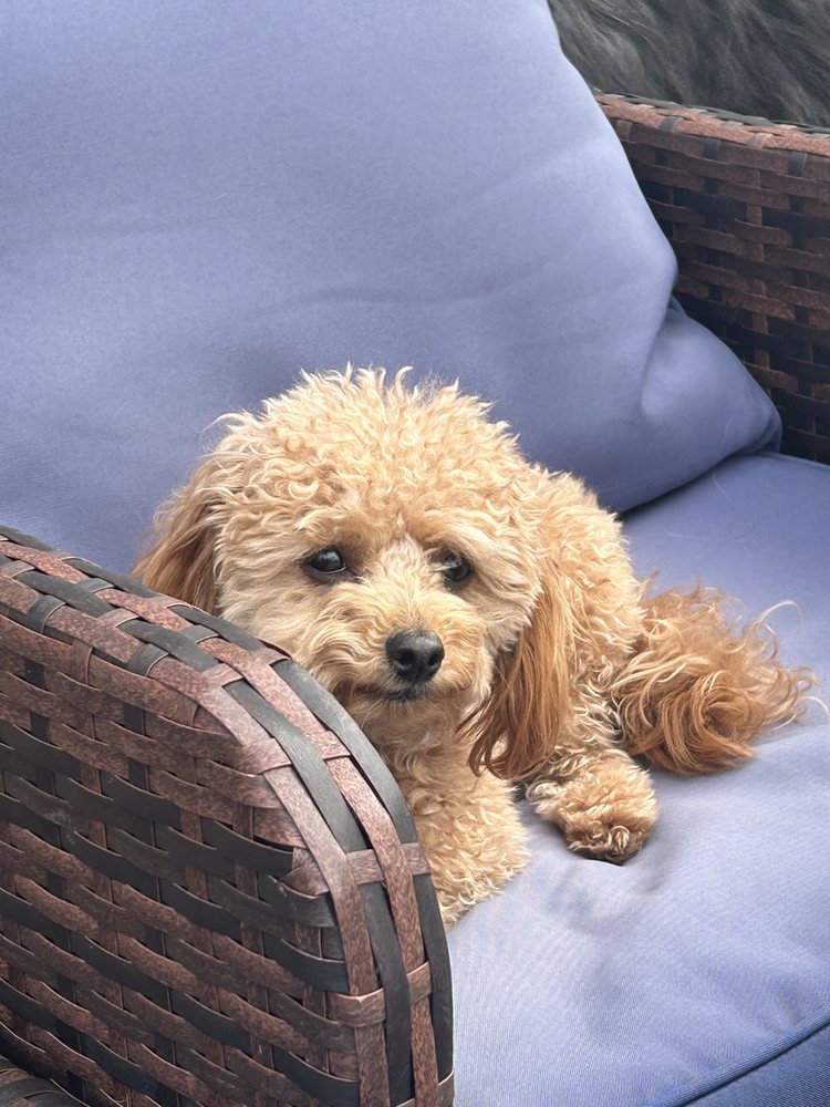 Four Seasons Pet Care - pet boarding facility in Eagan, MN