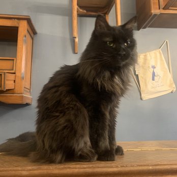 Le Café des Chats - Themed Cafes Near Me - Paris, 75