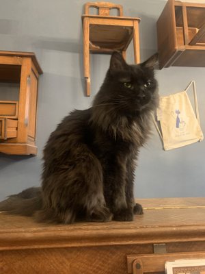 Le Café des Chats by null