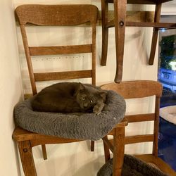 Catnip Cafe & Adoption Lounge - Someone found a cozy spot.