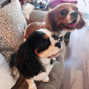 Shampooch Pet Styles - Kalvin Henley & Scarlett Merlot - Pet Groomers Near Me - Temecula, California Shampooch Pet Styles - Kalvin Henley & Scarlett Merlot - Pet Groomers Near Me - Temecula, California