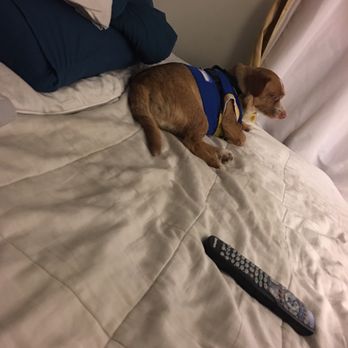 SammySit's - Pet Boarding Near Me