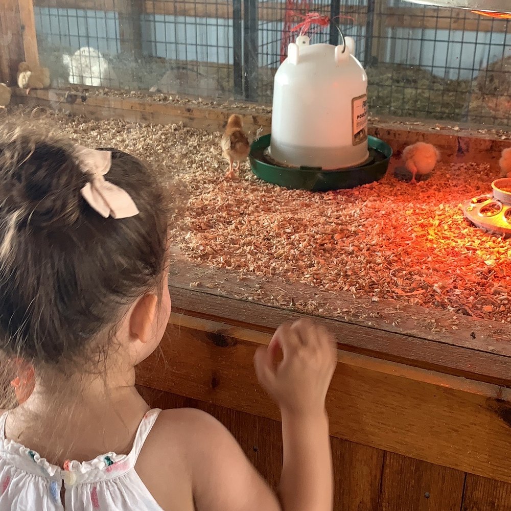 Goebbert's Farm - Little baby chicks - Pumpkin Patches Near Me - Pingree Grove, Illinois