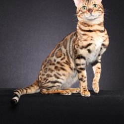 ASPENGOLD BENGALS