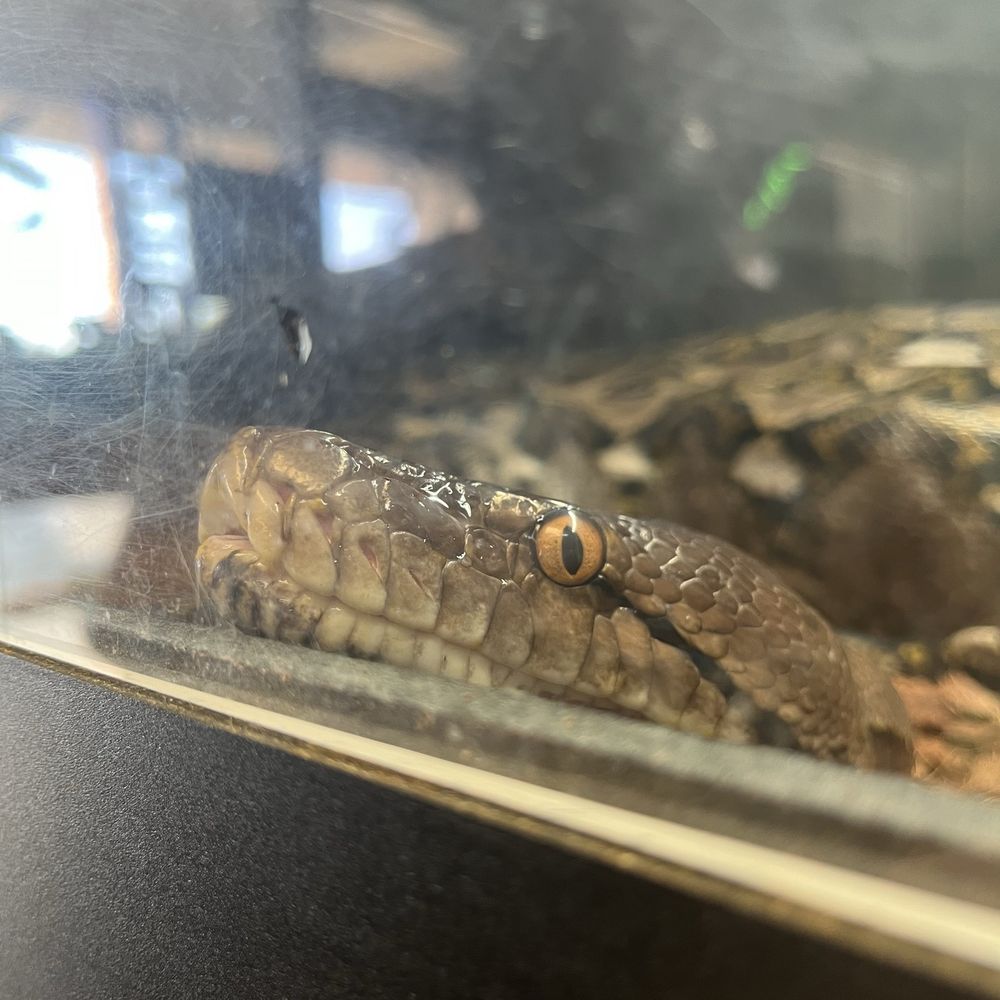 Pet Planet - Retic - Pet Stores Near Me - Las Vegas, Nevada Pet Planet - Retic - Pet Stores Near Me - Las Vegas, Nevada