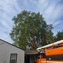 Photo of alturas Tree Service