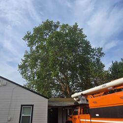 alturas Tree Service