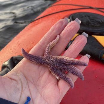 Coastal Kayaking Tours - Sea stars - Tours Near Me - Bar Harbor, Maine Coastal Kayaking Tours - Sea stars - Tours Near Me - Bar Harbor, Maine