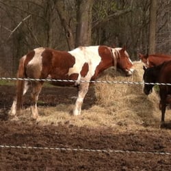 Beech Grove Farm - Huck