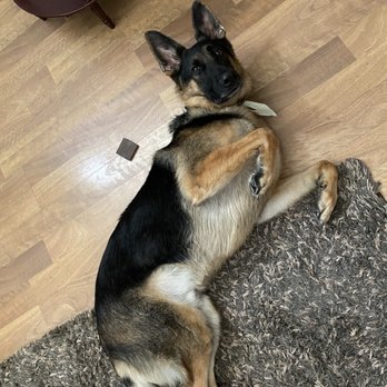 Las Vegas Pet Spa - Pet Groomers Near Me - Las Vegas, Nevada Las Vegas Pet Spa - Pet Groomers Near Me - Las Vegas, Nevada