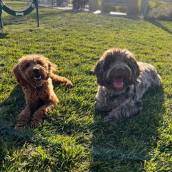Koda Dog Park