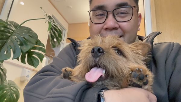 Modern Animal by null