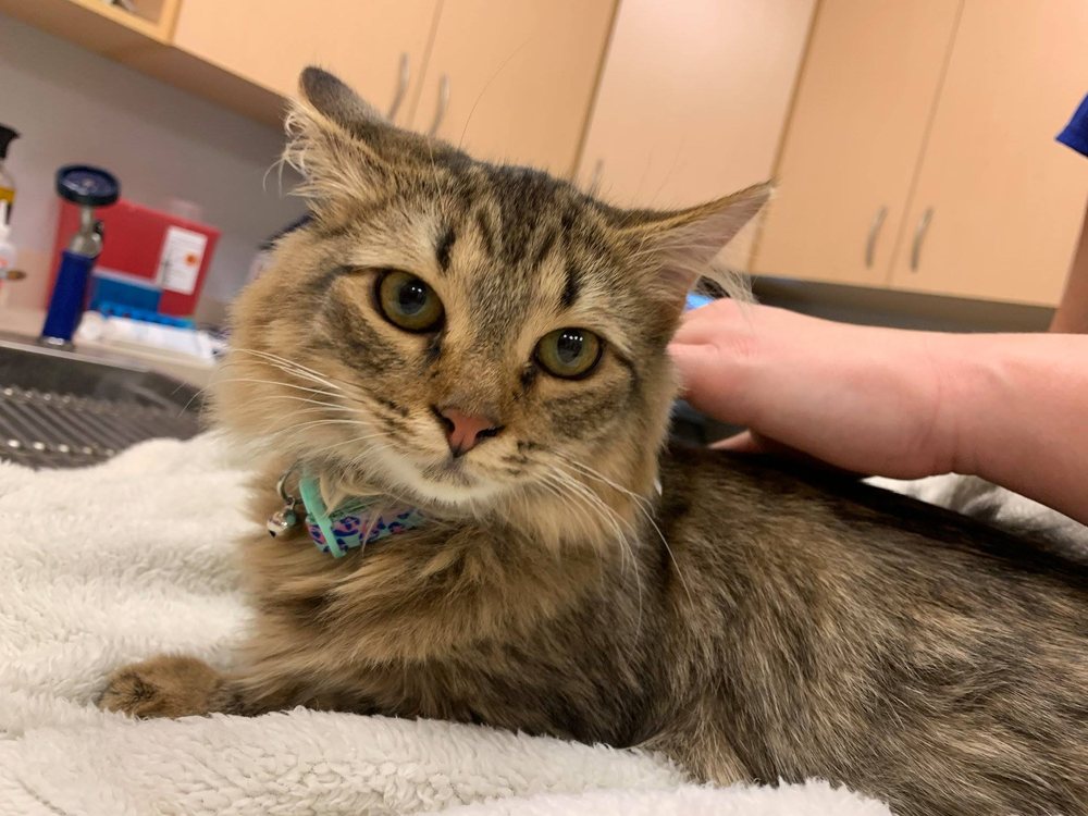 ZIONSVILLE PET WELLNESS CLINIC 15 Photos Veterinarians 7113