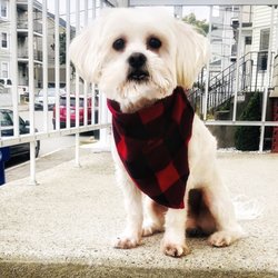 Puppy La Peu