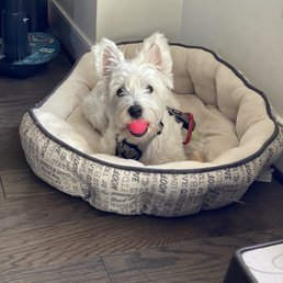 Had an appointment for grooming.3rd time with groomer Mxxxxdxx! His bill was $83.00. I was charged for a LONG HAIR. A Westie.