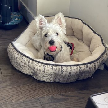 Petco - Had an appointment for grooming.3rd time with groomer Mxxxxdxx! His bill was $83.00. I was charged for a LONG HAIR. A Westie. - Pet Training Near Me - Vienna, Virginia