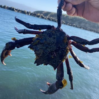 Doran Regional Park - Spider crab. - Parks Near Me - Bodega Bay, California Doran Regional Park - Spider crab. - Parks Near Me - Bodega Bay, California