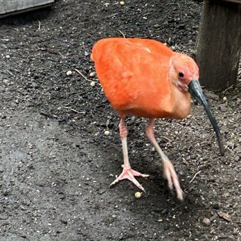 Bird Kingdom - Ibis - Zoos Near Me - Niagara Falls, Ontario