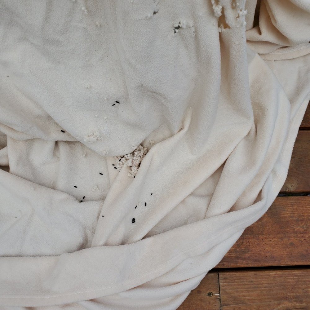 Public Storage - Rat damage, feces and urine on blanket that was on our TV - Self Storage Near Me - Tacoma, Washington Public Storage - Rat damage, feces and urine on blanket that was on our TV - Self Storage Near Me - Tacoma, Washington