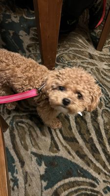 The Beach Bar at Hard Rock by null