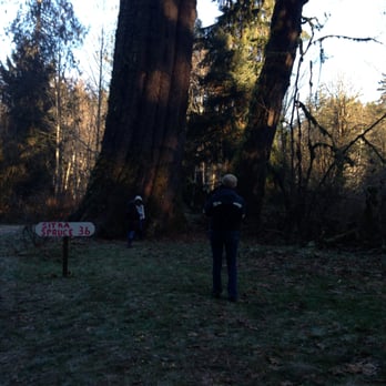 Hemstrom Valley Tree Farm Christmas Trees - Christmas Trees Near Me - Granite Falls, Washington