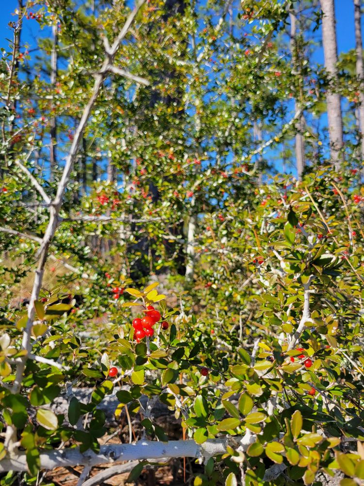 Ochlockonee River State Park Image