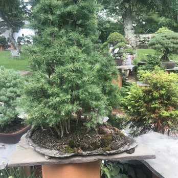 Bonsai West - Nurseries & Gardening Near Me - Littleton, Massachusetts