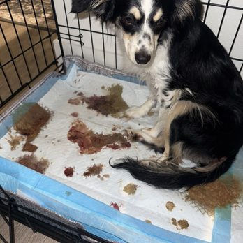 Austin Veterinary Emergency and Specialty - When we came home from the hospital - Emergency Pet Hospital Near Me - Austin, Texas Austin Veterinary Emergency and Specialty - When we came home from the hospital - Emergency Pet Hospital Near Me - Austin, Texas