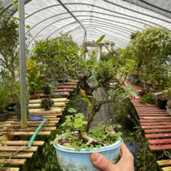 Bonsai Beginnings - Dwarf African Fig