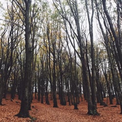 Vålandsskogen - Autumn in the forest